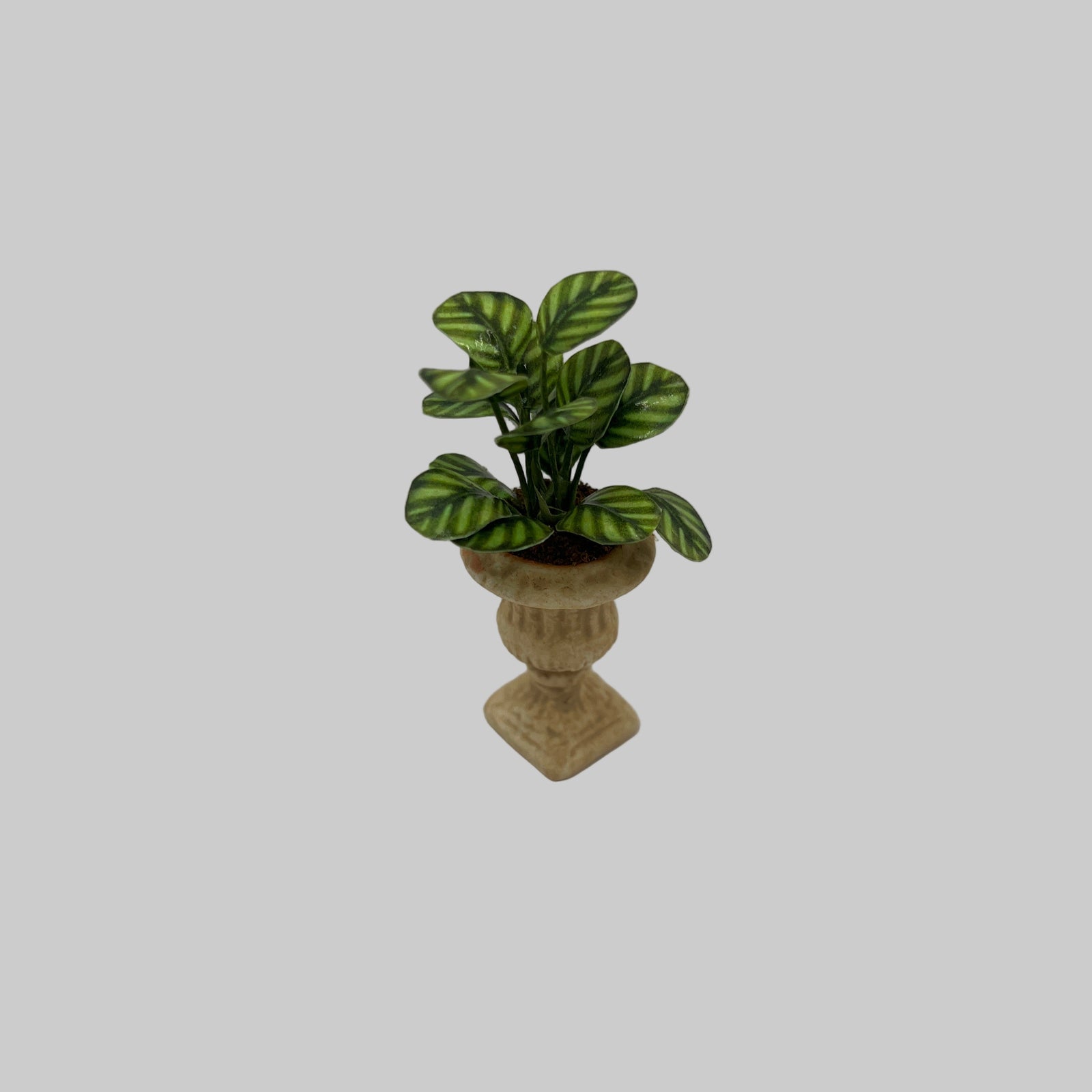Potted plant